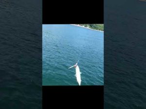 【ナブラ撃ち】＃ #shortvideo  #海釣り #ショアジギング #shorts #ナブラ