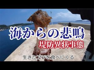 生きたアジを堤防から泳がせると信じられないのばかり食ってくる【海の異状事態】