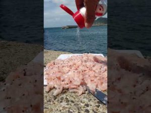 思いきり【味の素】とエビを海に流しサビキ釣りをしてみたら