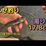 【ハゼ釣り】 濁り17.8cm 2023年9月17日