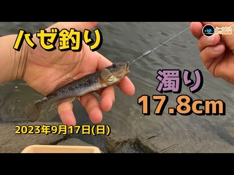 【ハゼ釣り】 濁り17.8cm 2023年9月17日