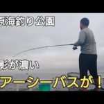 【市原海釣り9月】ルアーでシーバスが4回も!!