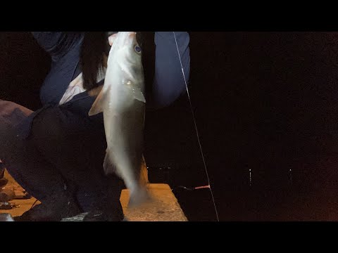 【釣りLIVE】暑すぎて夜釣りしか勝たん2