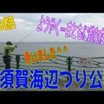 釣り動画ロマンを求めて558釣目（横須賀海辺つり公園）