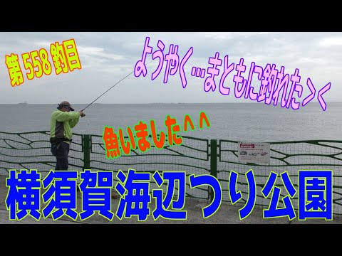 釣り動画ロマンを求めて558釣目（横須賀海辺つり公園）