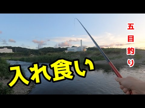 夕方に近所の多摩川で釣りしたら入れ食いだった