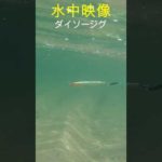 水中映像　DAISO JIG, JIG ROCK #fishing #釣り #ショアジギング