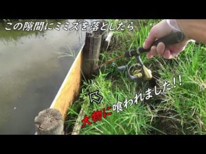 こんな隙間から大物が釣れた！！