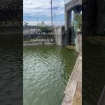 徳島県鳴門市 旧吉野川 バス釣り ブラックバス #shorts