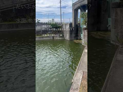 徳島県鳴門市 旧吉野川 バス釣り ブラックバス #shorts