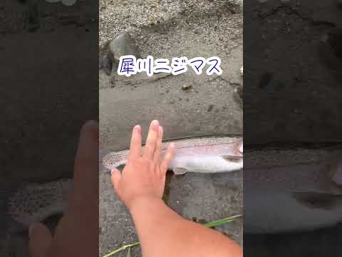 犀川ニジマス#shorts #渓流ルアーフィッシング #ニジマス釣り #トラウトルアー