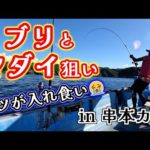 【カセ釣り】連日70オーバーの大マダイが釣れているカセに乗ってきました！【和歌山・串本】