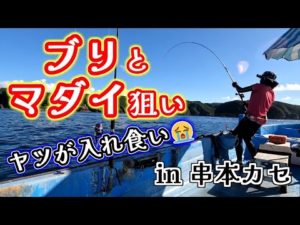 【カセ釣り】連日70オーバーの大マダイが釣れているカセに乗ってきました!【和歌山・串本】