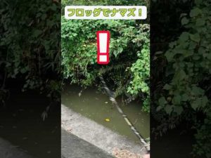 フロッグでナマズ釣り！マジ釣るの 難しいフロッグ🐸#shorts #ナマズ #catfish