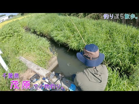 こんな楽しい釣りあるの～？  釣りの原点回帰！  千葉県茂原市で小物釣り。