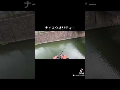 ナイスクオリティーのヨンパチ捕獲【衝撃映像】#shorts #柳川クリーク#バス釣り#브락크바스#버스 낚시#베스#bass fishing#bass#釣り#outdoors  #fishing