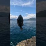 秋磯到来！！1日の釣りの様子から晩酌まで。 #fishing #グレ #磯釣り