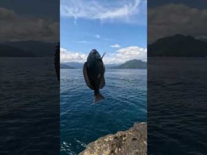 秋磯到来！！1日の釣りの様子から晩酌まで。 #fishing #グレ #磯釣り