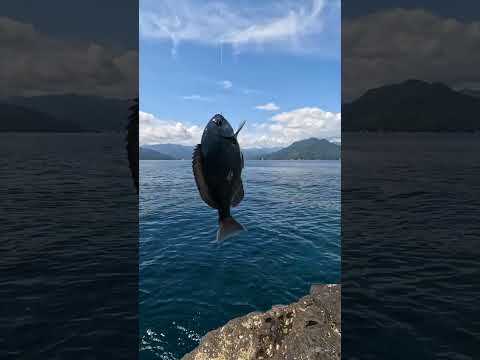 秋磯到来！！1日の釣りの様子から晩酌まで。 #fishing #グレ #磯釣り