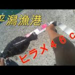 北茨城市・平潟漁港の釣り。2023.9.10. 堤防でサビキ釣りをしたら、４６ｃｍのヒラメが釣れた。＃サビキ釣り＃泳がせ釣り。
