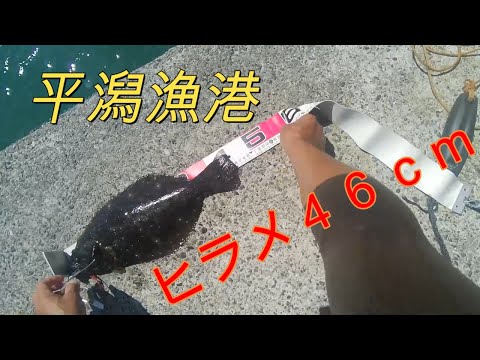 北茨城市・平潟漁港の釣り。2023.9.10. 堤防でサビキ釣りをしたら、４６ｃｍのヒラメが釣れた。＃サビキ釣り＃泳がせ釣り。