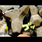 【 何度でも穴 】美味しい”ヤツ”が潜んでる穴で釣りしたら…忘れられないソイの寿司。ひたすら汗だくの・・・穴釣り　#海釣り #夫婦 #穴釣り