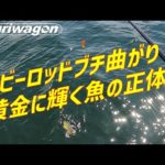 これが最高で最強な無敵の釣り方です【秋の泉佐野一文字を攻略】