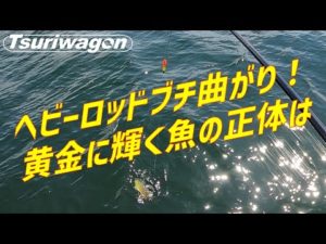 これが最高で最強な無敵の釣り方です【秋の泉佐野一文字を攻略】