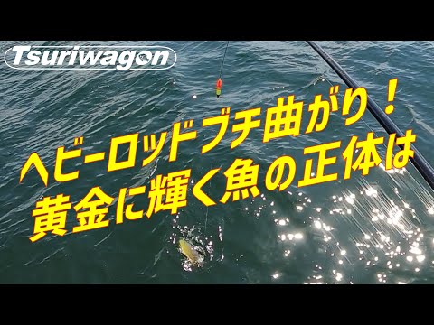 これが最高で最強な無敵の釣り方です【秋の泉佐野一文字を攻略】