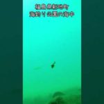新地海釣り公園海中④