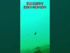 新地海釣り公園海中④