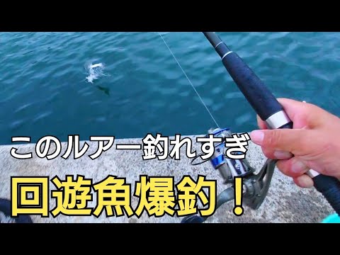 やっぱりこのルアーよく釣れる！夕方の時合いでダイソーワームで回遊魚大爆釣！