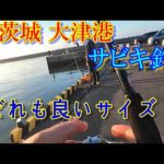 釣れる！釣れる！ 良型めっちゃ引く！入れ喰い状態になって来たぞぉー。【茨城県北茨城市大津港】 サビキ釣りめちゃめちゃ楽しい♪2023年