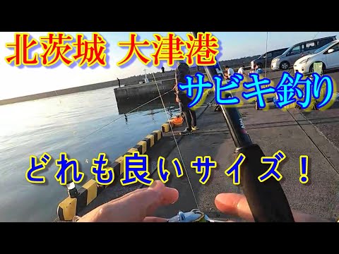釣れる！釣れる！ 良型めっちゃ引く！入れ喰い状態になって来たぞぉー。【茨城県北茨城市大津港】 サビキ釣りめちゃめちゃ楽しい♪2023年