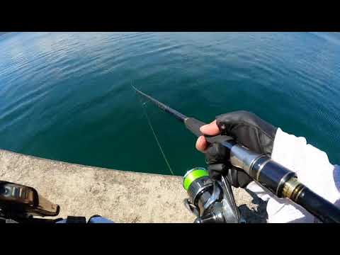 【釣り】1本釣れたらツイッチ移行 [対象: 青物  23/09/12② 岩手 UR漁港]