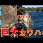 投げ釣りで狙う！串本の巨大カワハギ