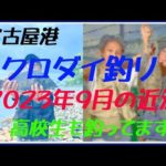 2023年9月　名港クロダイ釣りの近況