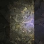 【琵琶湖 バス釣り】いや、エビです。カニでは無いです。サイズ的には小エビシャッド #てへぺろ #asmr #bass #bassfishing #fishing #奥琵琶湖 #琵琶湖