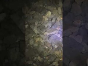 【琵琶湖 バス釣り】いや、エビです。カニでは無いです。サイズ的には小エビシャッド #てへぺろ #asmr #bass #bassfishing #fishing #奥琵琶湖 #琵琶湖