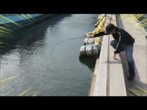 今年はカワハギ絶好調の予感！五目釣りで大漁すぎる最高の釣りができた！