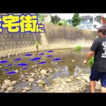こんな住宅街を流れる水路に大量の巨アユの群れがいるとは！！