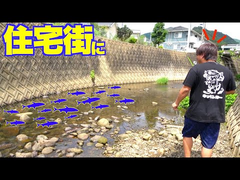 こんな住宅街を流れる水路に大量の巨アユの群れがいるとは！！