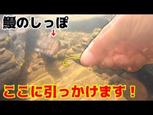 うなぎのしっぽが出てたので直接ハリで狙ってみた！