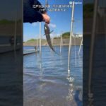 市川港ハゼ釣り🎣小ハゼ56匹😆2023.9.18#shorts#江戸川放水路#ハゼ釣り#ハゼ#江戸川