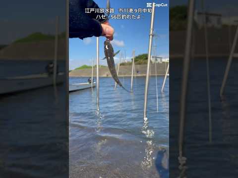 市川港ハゼ釣り🎣小ハゼ56匹😆2023.9.18#shorts#江戸川放水路#ハゼ釣り#ハゼ#江戸川