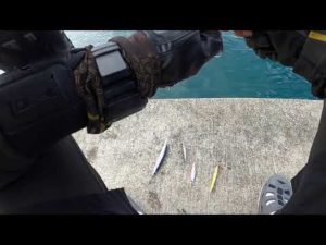 【釣り】イナワラを [対象: 青物 23/09/22① 岩手 UR漁港]