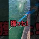 釣ったんじゃなくて獲った！#shorts