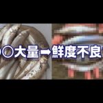 キス保存ソレダメ🙅氷に○○を大量に入れるとたった2時間でキスが衝撃の結果に！？　【魚神の釣りいかれへんわ】
