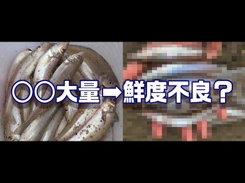 キス保存ソレダメ🙅氷に○○を大量に入れるとたった2時間でキスが衝撃の結果に！？　【魚神の釣りいかれへんわ】