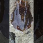 【本日のアオリイカ】#エギング#鹿児島#釣り#南薩